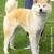 AKITA, AKITA INU, AKITA japoński, szpic japoński, pies rasowy, hodowla Błękitny Pejzaż, Bielsko-Biała, Śląskie